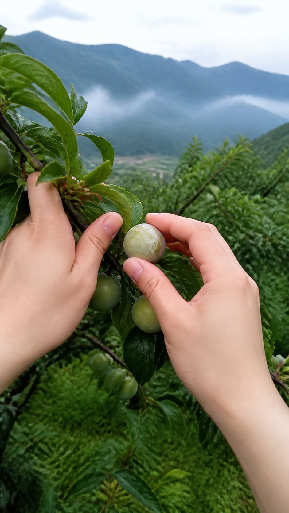 巫山脆李守艺人第一视角